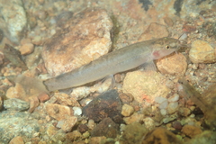 Oreonectes platycephalus