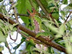 Furcifer balteatus