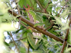 Furcifer balteatus