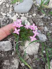 Houstonia rubra
