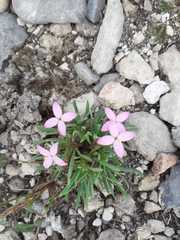 Houstonia rubra