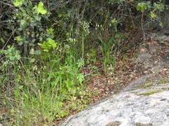 Centranthus calcitrapae