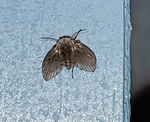 Unknown species found near Stuyvesant, NY 12173, USA