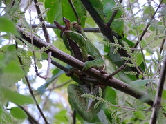 Furcifer balteatus