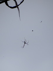 Trichonephila inaurata