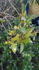 Psorospermum fanerana image
