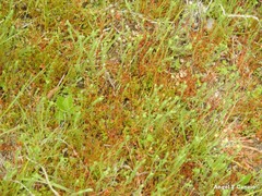 Rumex bucephalophorus