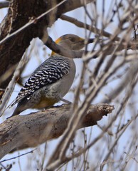 Melanerpes aurifrons