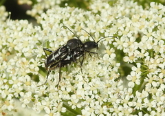 Chlorophorus sartor