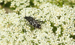 Chlorophorus sartor