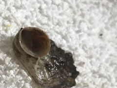 Crepidula convexa