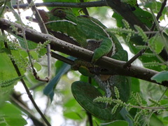 Furcifer balteatus