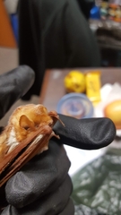 Lasiurus borealis