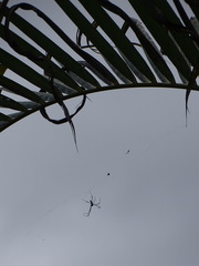 Trichonephila inaurata