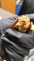 Lasiurus borealis