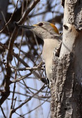 Melanerpes aurifrons