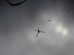 Trichonephila inaurata