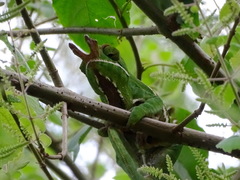 Furcifer balteatus