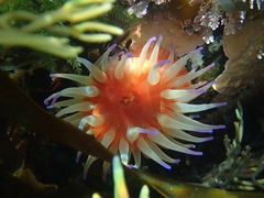 Epiactis thompsoni