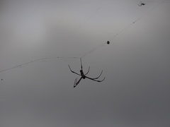 Trichonephila inaurata