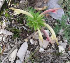 Castilleja mexicana