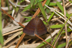Argyrostrotis deleta