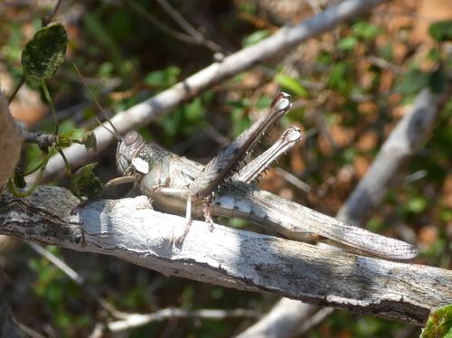 Rhadinacris schistocercoides