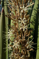 Sansevieria pearsonii