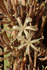 Sansevieria pearsonii