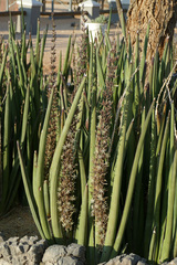 Sansevieria pearsonii