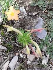 Castilleja mexicana