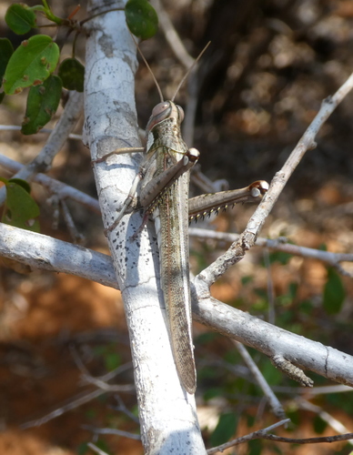 Rhadinacris schistocercoides