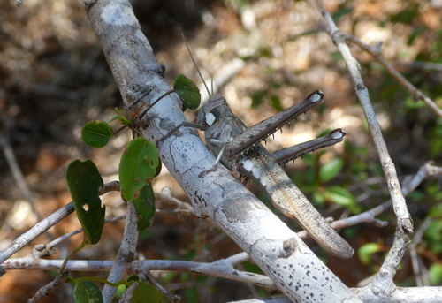 Rhadinacris schistocercoides