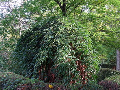 Clematis armandii