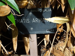 Clematis armandii