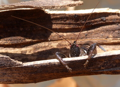Colossopus grandidieri
