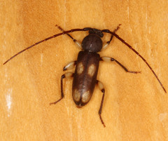 Tylonotus bimaculatus