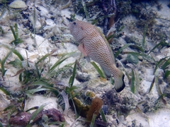 Epinephelus guttatus