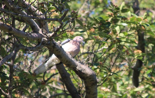 Laughing Dove