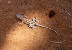 Chalarodon madagascariensis