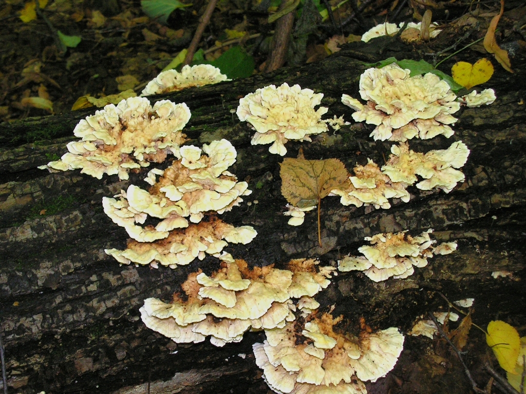 Antrodiella foliaceodentata
