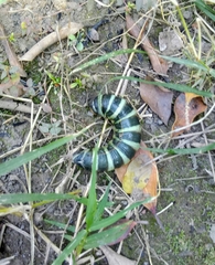 Pachylia syces