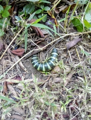 Pachylia syces