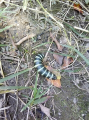 Pachylia syces