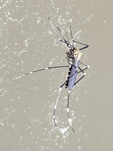Unknown species found near Stony Brook University, Stony Brook, NY, US