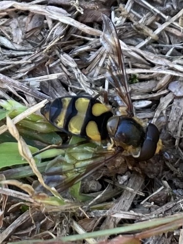 Unknown species found near Stony Brook University, Stony Brook, NY, US