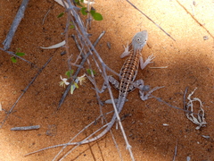 Chalarodon madagascariensis