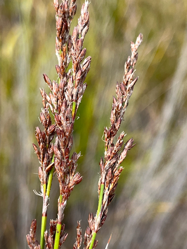 Common Frayreed (Rhodocoma fruticosa)