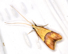 Crocanthes prasinopis