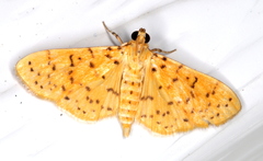 Conogethes